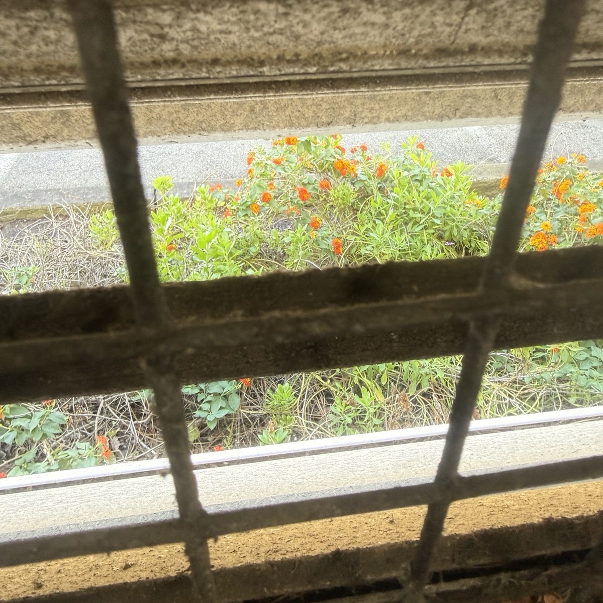 orange flowers seen through a dirty industrial grate